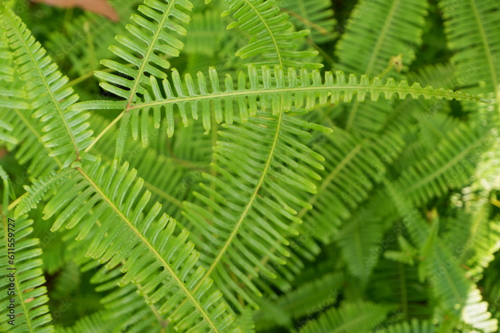 selective focus to green fern leaves. soft focus selective focus to green fern leaves. soft focus