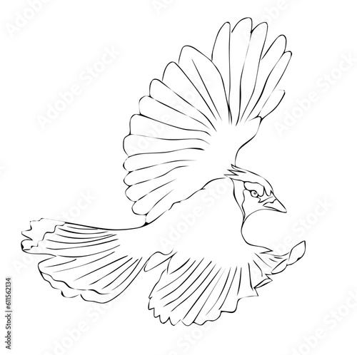 Foto Outline drawn flying bird