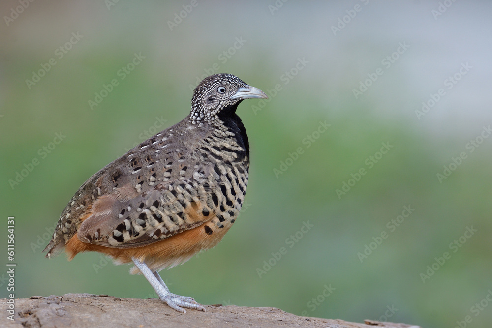 charming brown bird straight standing on dirt hill against blue green background charming brown bird straight standing on dirt hill against blue green background