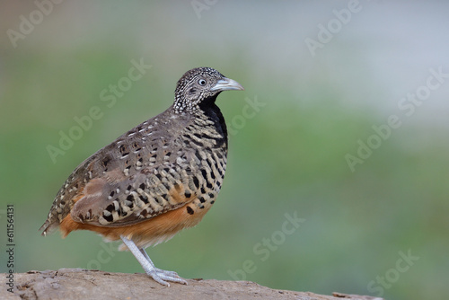 charming brown bird straight standing on dirt hill against blue green background