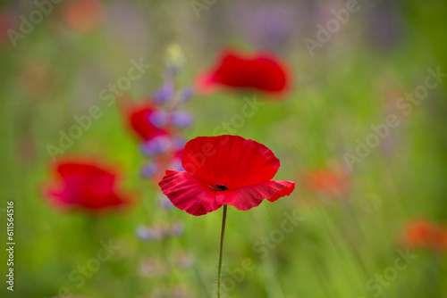 Red poppy and purple lupine against a soft focus meadow background 