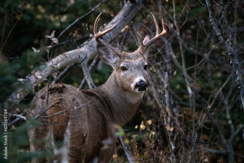 Fototapeta Naklejka Na Ścianę i Meble -  Deer in Wild