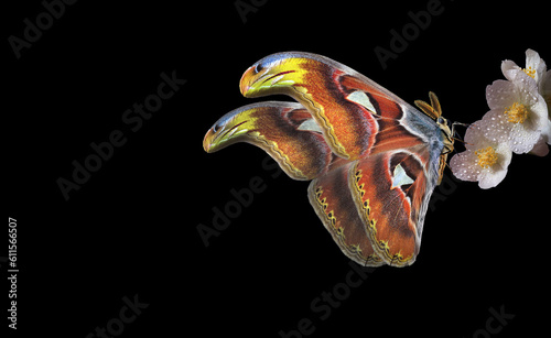 Tropical butterfly Atlas Attacus on white jasmine flowers in water drops isol...