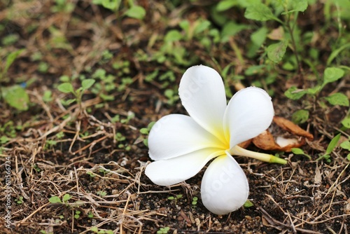 Beautiful frangipani or plumeria flowers on the ground in the garden.