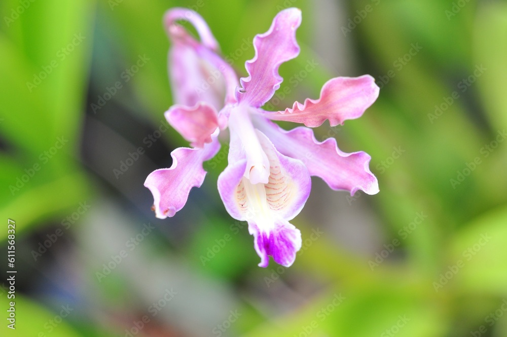 marco pink orchid flower on blooming plant on blurred background.Selective focus marco pink orchid flower on blooming plant on blurred background.Selective focus