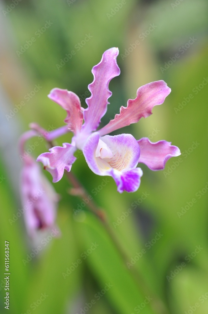 marco pink orchid flower on blooming plant on blurred background.Selective focus marco pink orchid flower on blooming plant on blurred background.Selective focus