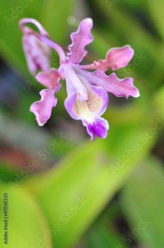 marco pink orchid flower on blooming plant on blurred background.Selective focus