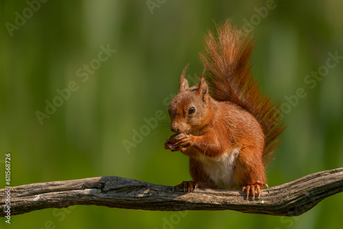 Hungry red squirrel (Sciurus vulgaris) eating a nut on a branch. Overijssel in the Netherlands. 