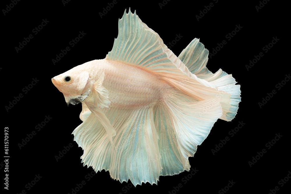 Soft pink accents beautifully complement the pristine white color of the betta fish creating a harmonious and visually appealing contrast, Multi color fish. Soft pink accents beautifully complement the pristine white color of the betta fish creating a harmonious and visually appealing contrast, Multi color fish.