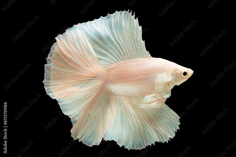 Soft pink highlights on the white betta fish's fins and tail add a touch of subtle vibrancy enhancing its overall beauty and allure, Betta splendens on black background, Multi color fish. Soft pink highlights on the white betta fish's fins and tail add a touch of subtle vibrancy enhancing its overall beauty and allure, Betta splendens on black background, Multi color fish.