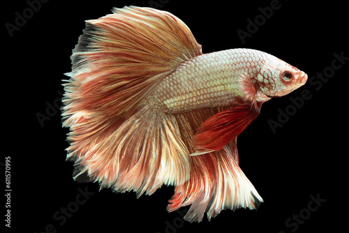 White betta fish with its soft red tail presents a stunning visual display that captures the eye with its delicate and captivating contrast of colors, Multi color fish.