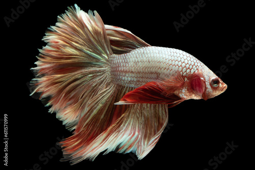 White betta fish with a soft red tail creates a delicate and captivating contrast of colors evoking a sense of elegance and beauty, Siamese bitten fish, Multi color fish.