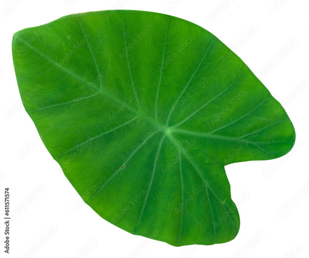 green leaf PNG transparent green leaf PNG transparent