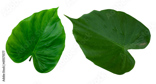 green leaf PNG transparent photo