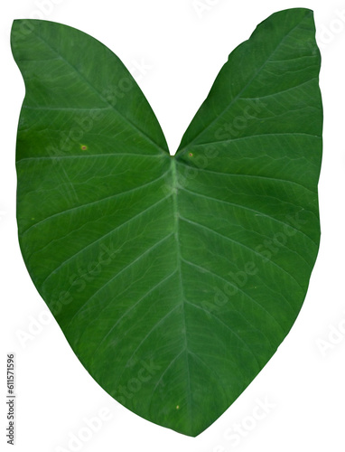 green leaf PNG transparent