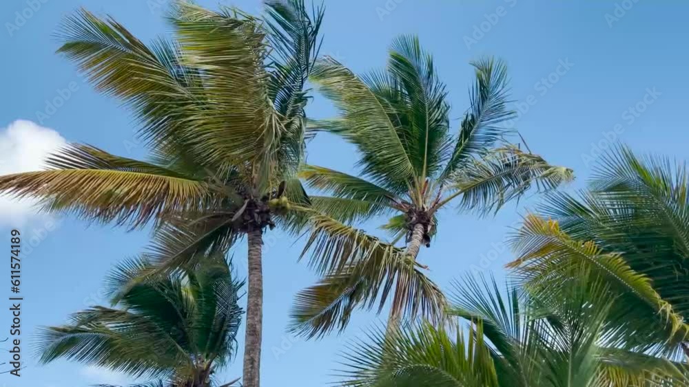 palm tree on sky palm tree on sky