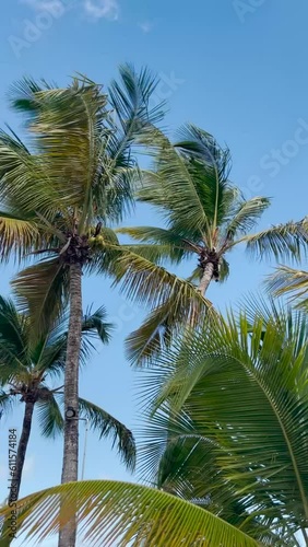 Wallpaper Mural palm tree on blue Torontodigital.ca