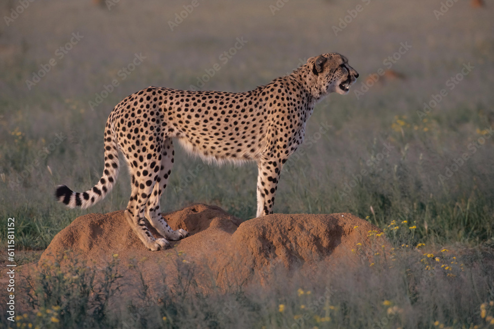 Obraz premium Cheetah