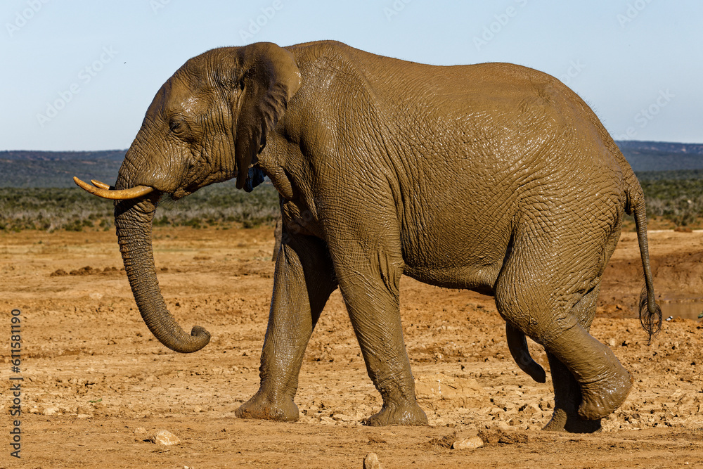 Fotografie Elefant im Addo Elephant Park