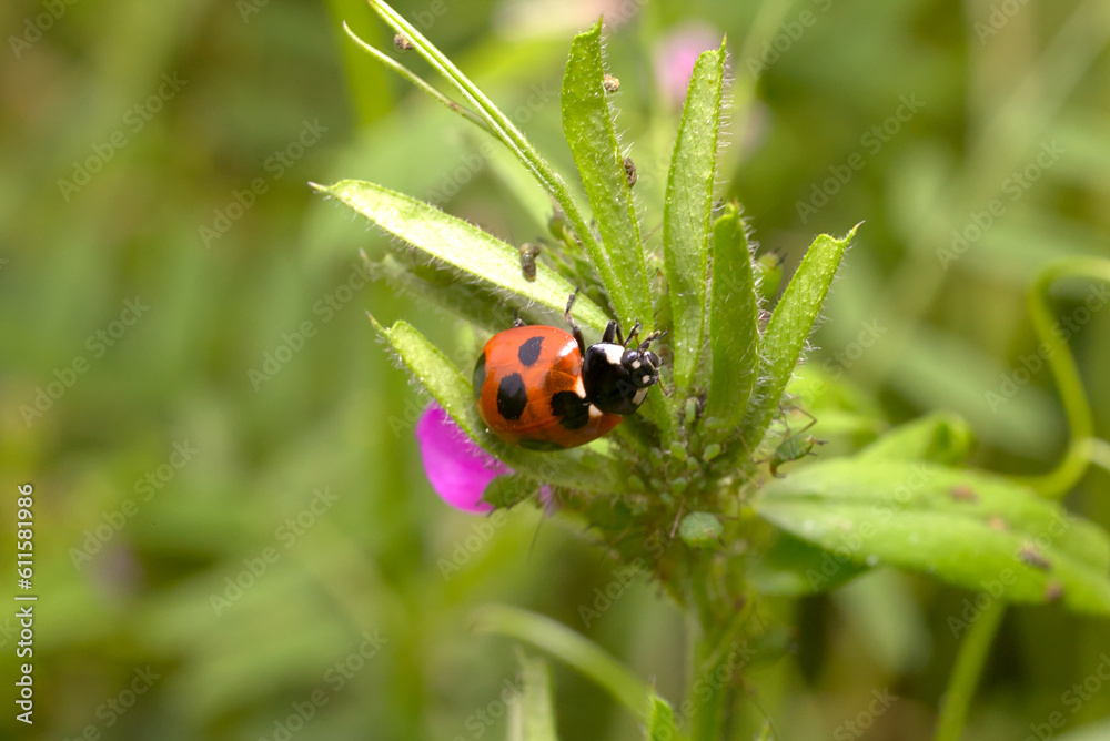 A lady bug on a green plant A lady bug on a green plant
