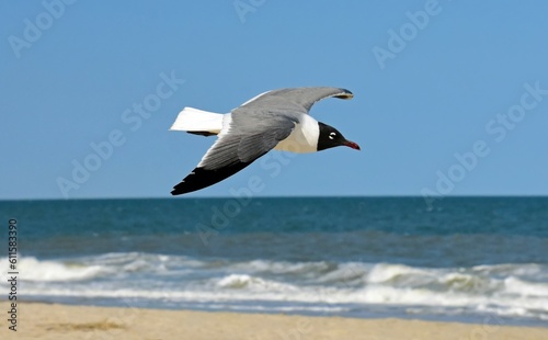 a seagull in flight against a blue sky in spring  with atlantic ocean waves  in rehoboth beach  delaware  