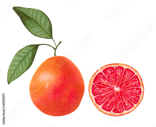 Fresh juicy grapefruit with half and leaves. Healthy food. Fruits for food packaging, juices, menus. Hand-drawn illustration with markers and watercolors.