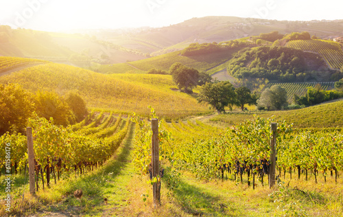 Vineyard with grapes in sunshine, agriculture and farming