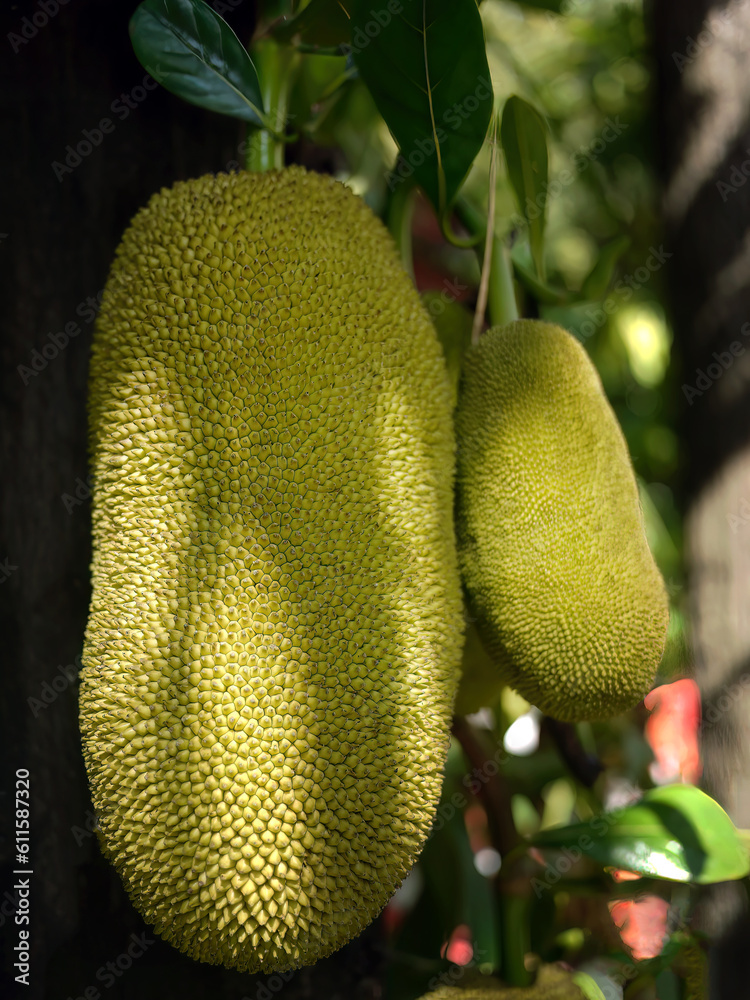 Close up giant in shape of unripe jackfruits hanging on the tree, jack tree, tropical fruits, scientific name Artocarpus heterophyllus Close up giant in shape of unripe jackfruits hanging on the tree, jack tree, tropical fruits, scientific name Artocarpus heterophyllus