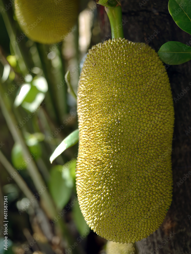 Close up giant in shape of unripe jackfruits hanging on the tree, jack tree, tropical fruits, scientific name Artocarpus heterophyllus Close up giant in shape of unripe jackfruits hanging on the tree, jack tree, tropical fruits, scientific name Artocarpus heterophyllus