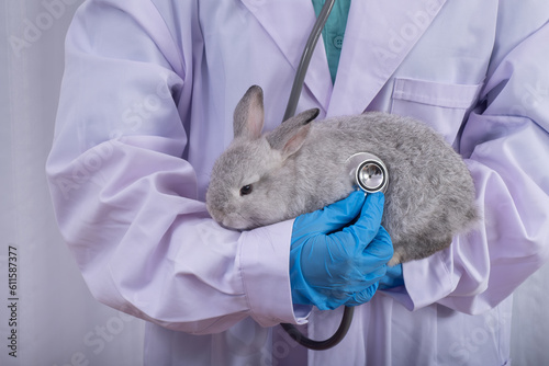 The veterinarian and the gray rabbit in his arms wearing blue gloves in the doctor's office