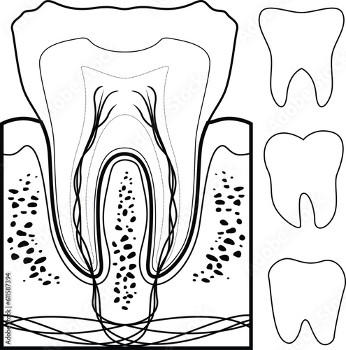 Tooth anatomy illustration. Black and white tooth 