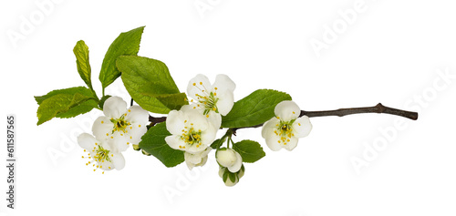 Obraz na plátně Fresh flowers and leaves of prunus tree isolated on white or transparent backgro