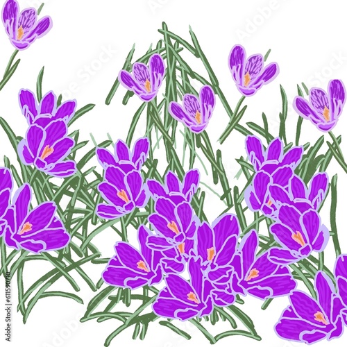 violet background crocuses flowers 