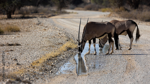 a gemsbok drinking water on the road
