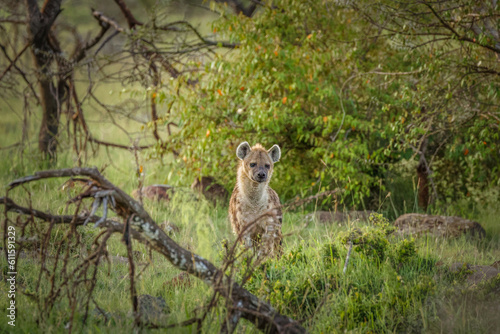 A spotted hyena (Crocuta crocuta) waiting for her chance after a lion kill, Mara Naboisho Conservancy, Kenya.