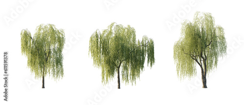 isolated cutout tree Salix babylonica in 3 different variation, daylight, summer season, best use for landscape design, and post pro render