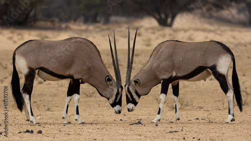 two gemsbok bulls facing each other head on