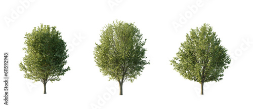 isolated cutout tree Ulmus minor in 3 different variation, daylight, summer season, best use for landscape design, and post pro render