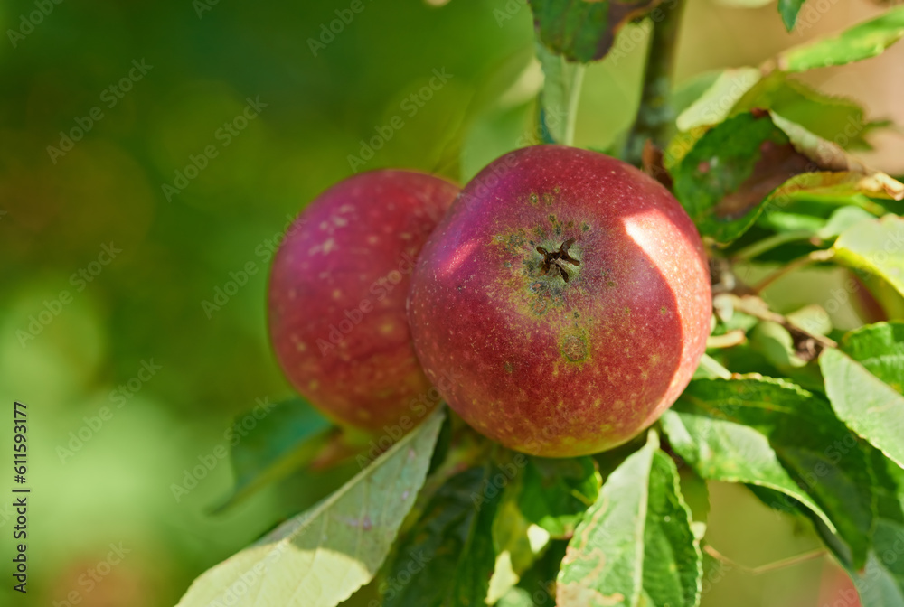 Apple harvest, nature and fruit in nature outdoor on countryside with farming plant produce. Fruits, red apples and green leaf on a tree outside on a farm for agriculture and sustainable production Apple harvest, nature and fruit in nature outdoor on countryside with farming plant produce. Fruits, red apples and green leaf on a tree outside on a farm for agriculture and sustainable production