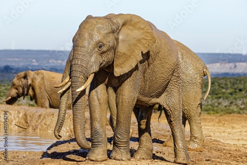 Elefanten im Addo Elephant Park