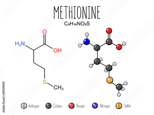 Methionine amino acid representation. Skeletal formula and 2d structure illustration, isolated on white background. Vector editable