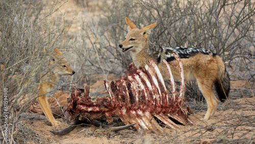 black backed jackal feeding on a gemsbok carcass