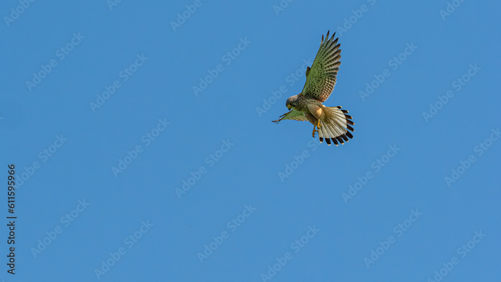 Fototapeta premium Rüttelflug Turmfalke