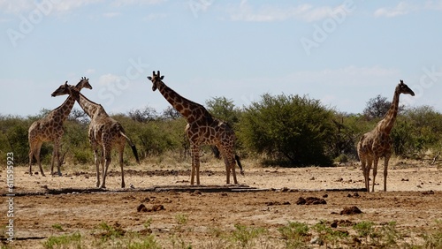 Giraffe in freier Natur  Namibiagiraffe