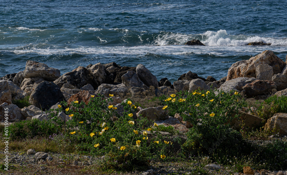Yellow flowers growing on the stony shore of the Cretan sea.