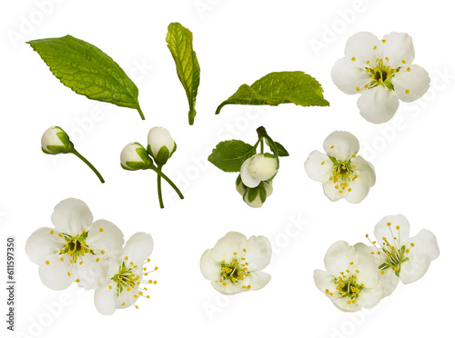 Fotografie Fresh flowers and leaves of prunus tree isolated on white or transparent backgro