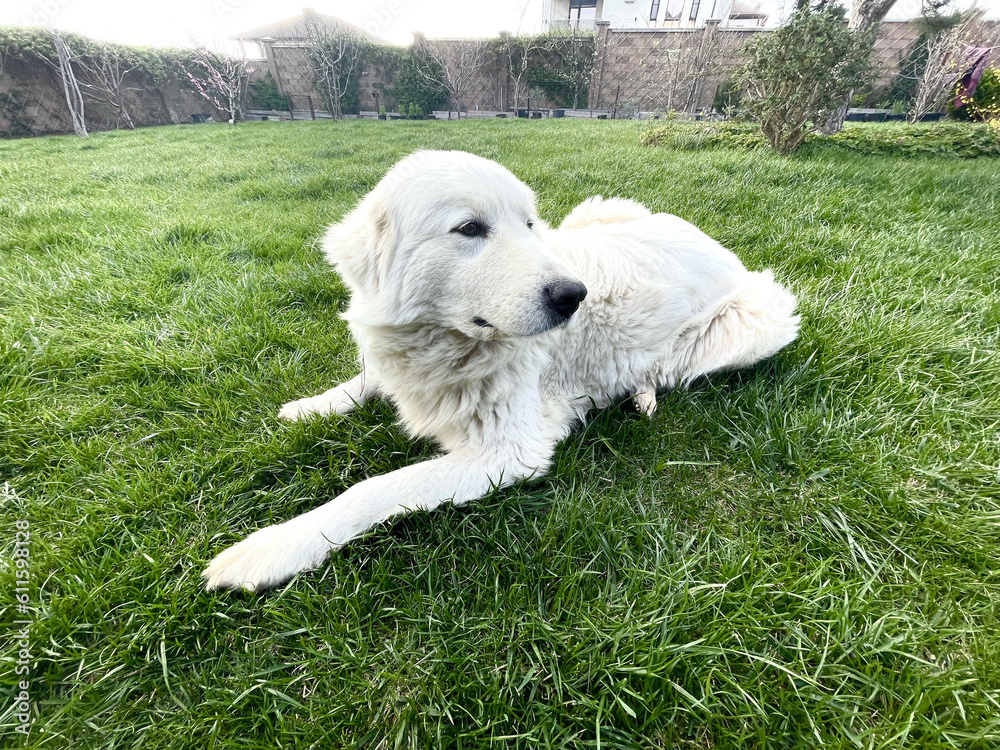 Maremma Sheepdog lies on a green lawn, a pet