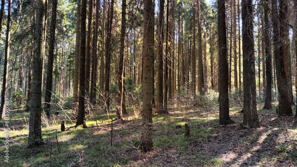forest in autumn forest in autumn