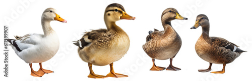 Several ducks and a duckling on a transparent background, Generative AI photo