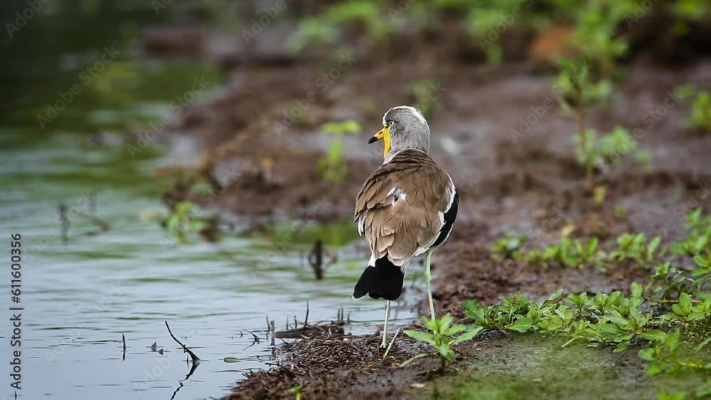 White headed Lapwing grooming and preening in Kruger National park, South Africa ; Specie Vanellus albiceps family of Charadriidae White headed Lapwing grooming and preening in Kruger National park, South Africa ; Specie Vanellus albiceps family of Charadriidae